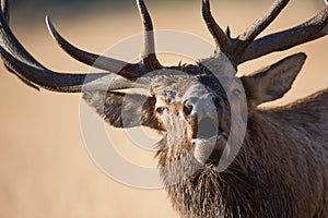 Bull elk bugling up close