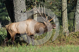 Bull Elk