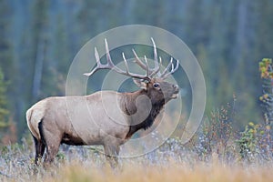 Bull elk calling