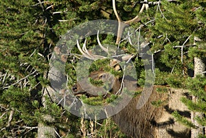 Bull Elk in Camo photo