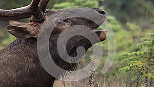 A bull elk in the Canadian Rockies