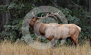 A bull elk in the Canadian Rockies