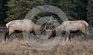 A bull elk in the Canadian Rockies