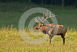 Bull Elk in Cataloochee, N.C.