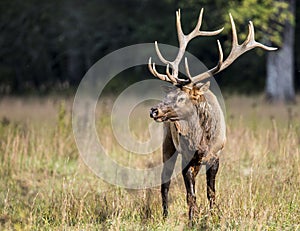 A bull Elk in Cataloochee poses for the camera.