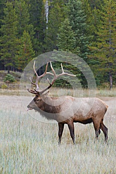 Bull elk, cervus canadensis