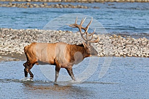 Bull elk, cervus canadensis