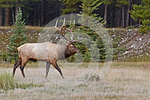 Bull elk, cervus canadensis