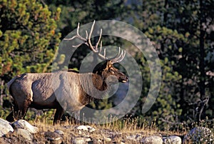 Bull Elk - Cervus canadensis 