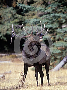 Bull Elk - Cervus canadensis 