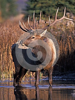 Bull Elk - Cervus canadensis 