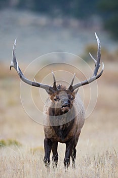 Bull elk charging challenger