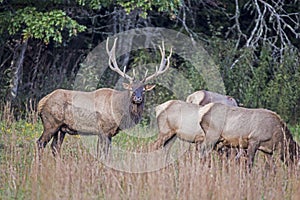 A bull Elk checks on his harem.