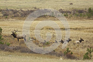 Bull Elk And Cows