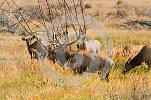 Bull Elk and Cows