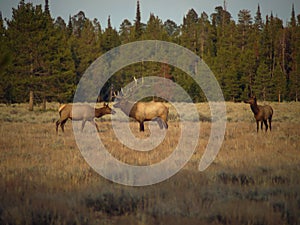 Bull Elk and Cows