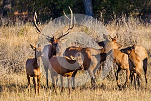 Bull Elk With Cows