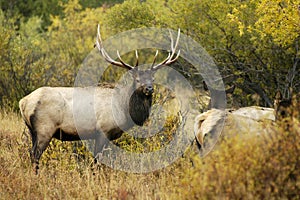 Bull elk and cows photo