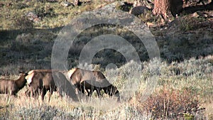 Bull Elk and Cows in Rut