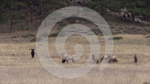 Bull elk With Cows in Rut