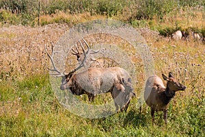 Bull Elk and Cows in Rut