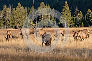 Bull Elk With Cows in Rut