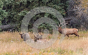 Bull Elk With Cows During the Rut in Autumn in Wyoming