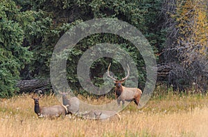 Bull Elk With Cows During the Rut in Fall in Wyoming