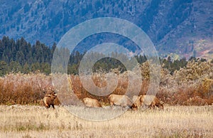 Bull Elk With Cows During the Rut in Fall in Wyoming