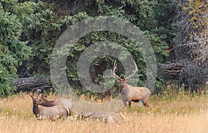 Bull Elk With Cows in the Rut in Wyoming in Autumn