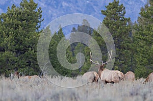 Bull Elk With Cows in the Rut in Wyoming in Autumn