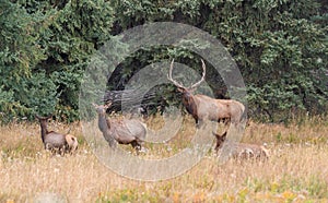 Bull Elk With Cows in the Rut in Wyoming in Fall