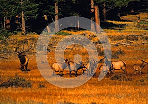 Bull Elk with Cows Rutting