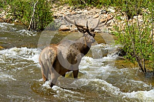Bull Elk in Creek - Fall River, Rocky Mountain National Park