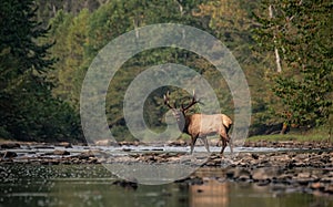 Bull Elk Crossing a Creek