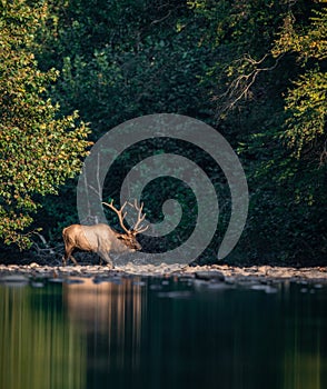 Bull Elk Crossing a Creek