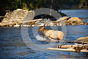 Bull Elk crossing the Madison River