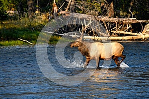 Bull Elk crossing the Madison River