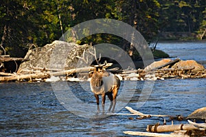 Bull Elk crossing the Madison River