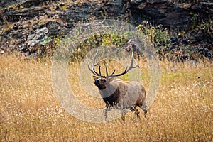 Bull Elk crossing Moraine Park meadow in Rocky Mountain National Park