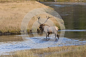 Bull Elk Crossing a River