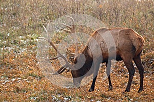 Bull Elk in early snow dusting in a mountain meadow