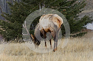 Bull Elk Eating