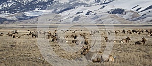 Bull elk and elk herd in national elk refuge in yellow grassland