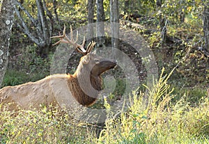 Bull elk emerging from pond photo