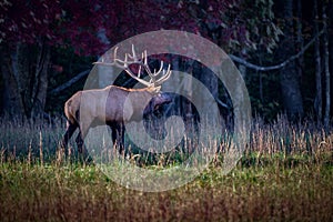 Bull elk with enormous rack of antlers looking right