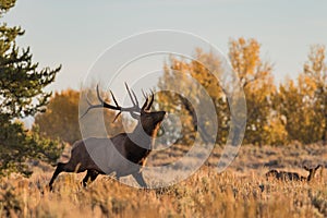 Bull Elk in Fall Rut