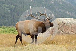 Bull elk in the fall rut in Rocky Mountain National park