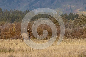 Bull Elk in the Fall Rut in Wyoming