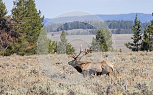 Bull Elk During the Falll Rut